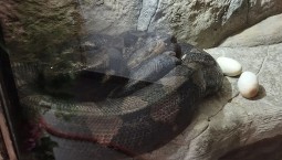 Самка питона Василиса впервые отложила яйца в Ялтинском крокодиляриуме