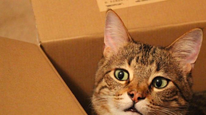 Ученые: кошки любят сидеть в коробках, даже если это оптическая иллюзия