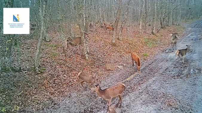 Камера засняла молодых оленей в лесу Севастополя