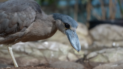 В Московский зоопарк прибыли 4 вида редких птиц