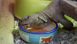 В Московский зоопарк прибыли египетские шипохвосты