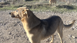 Бродячая собака напала на школьника на ул. Тульская в Севастополе