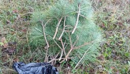 В Крыму изъяли незаконно срезанные ветви сосны