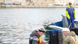 Добыча рыбы в Севастополе выросла в 1,5 раза за год
