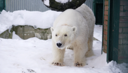 Белая медведица осваивается в Московском зоопарке