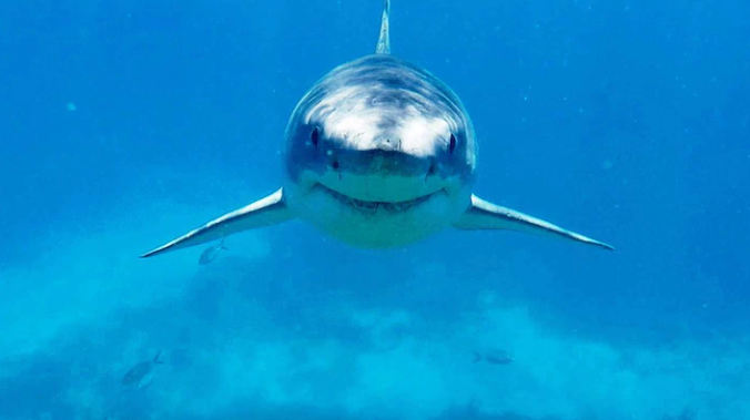  В Японии нашли жертву нападения акулы возрастом 3000 лет 