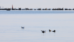 МЧС: землетрясение в Крыму обошлось без жертв