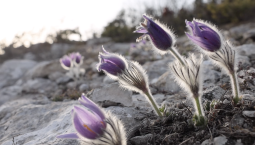 В Севастополе на горе Челтер-Кая цветёт прострел крымский