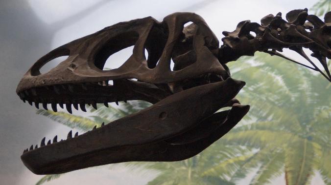 Ученые объяснили необычную форму глазниц хищных динозавров