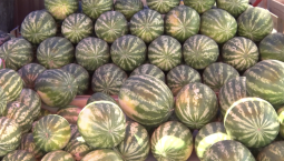 Сезон арбузов и дынь в Севастополе в самом разгаре