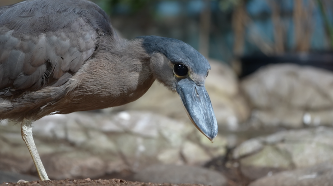 В Московский зоопарк прибыли 4 вида редких птиц