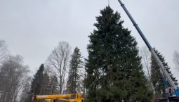 В Подмосковье спилили вековую ель к Новому году