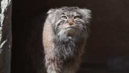 Пушистый любимец: манулу Тимофею — 6 лет