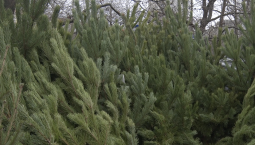 Первые ёлочные базары открылись в Симферополе