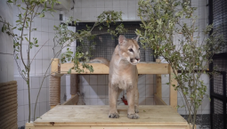 Жилище пумы Геркулеса обновили в зоопарке Москвы