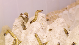 Как жучиная ферма поможет в реабилитации птиц