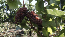 61 агропредприятие Севастополя получило господдержку в 2025 году