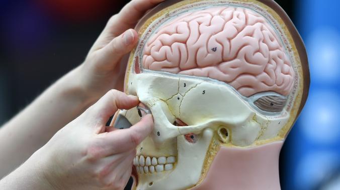 В человеческом мозге обнаружен неизвестный защитный слой