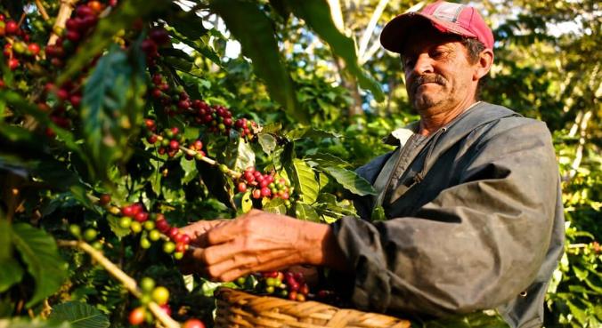 WSJ: мировые цены на кофе взлетят из-за неурожая в Бразилии