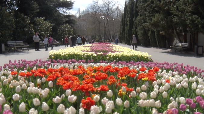 На Приморском бульваре – пышное цветение тюльпанов