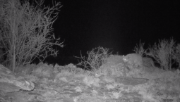 Три барса родились в Саяно-Шушенском заповеднике