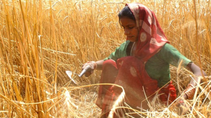 Власти Индии  запретили экспорт пшеницы