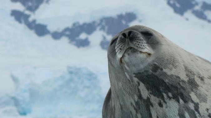 Ученые исследуют побережье Антарктиды при помощи тюленей