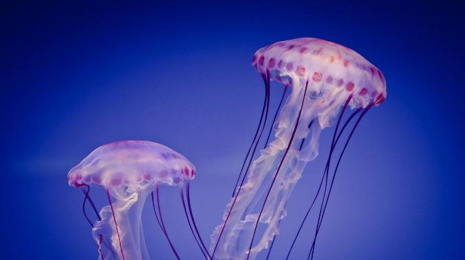 PNAS: бессмертие медуз поможет победить старение человека