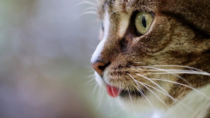 The Mirror: Кошки узнают хозяина по голосу, но специально игнорируют 