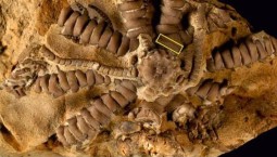 В честь Зеленского назвали беспозвоночное животное