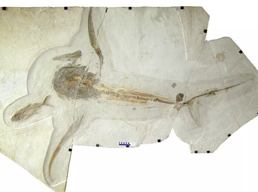Окаменелость крылатой акулы Aquilolamna milarcae, найденная в известняке Вальесильо в Мексике