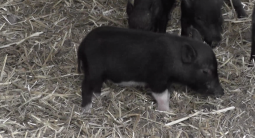 В Бахчисарае родился поросёнок «в белых сапожках»