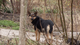 Следком предложил меры защиты от нападений собак