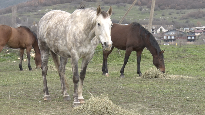 Под стук копыт: Севастополь встречает Год Лошади