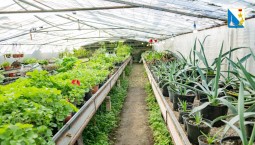 Бархатцы и сальвия украсят клумбы Севастополя весной