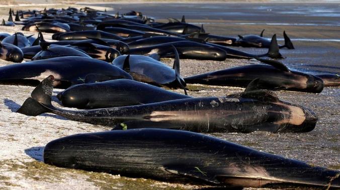 200 китов погибли, выбросившись на мель в Австралии