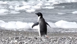 Антарктические пингвины стали размножаться раньше из-за изменения климата