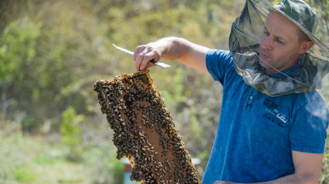 В Севастополе идёт приём заявок на господдержку пчеловодства