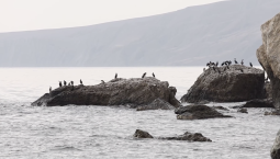 Шесть дронов уничтожены над Крымом и Чёрным морем 