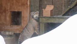 Манулу Тимоше доставили вкусное угощение «на дом»