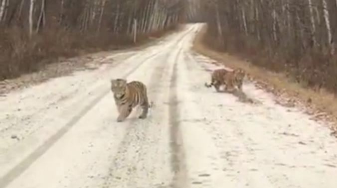 Два амурских тигренка в Приморье вышли на дорогу и позировали людям