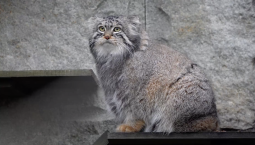 Манул Тимофей успешно завершил процесс зажировки