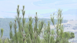 13 тыс. сеянцев высадят в Севастополе до конца года