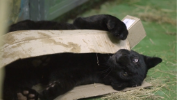 Ягуар Габриэль поселился в Новосибирском зоопарке