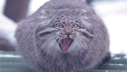 В Новосибирске юные манулы съехали от родителей