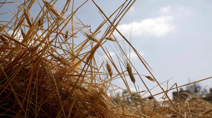 Российские ученые создали новые сорта пшеницы 