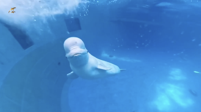 В Приморье в бассейн к белухе выпустили живую рыбу