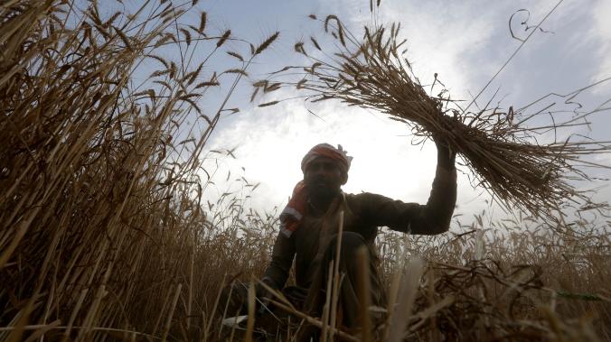 Прекращение экспорта зерновых из РФ и Украины грозит массовым голодом в Африке