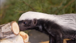 В Новосибирском зоопарке спасли детёныша медоеда