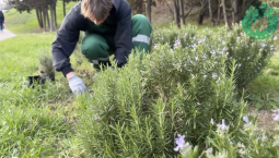 В парке имени Анны Ахматовой высадили кусты розмарина